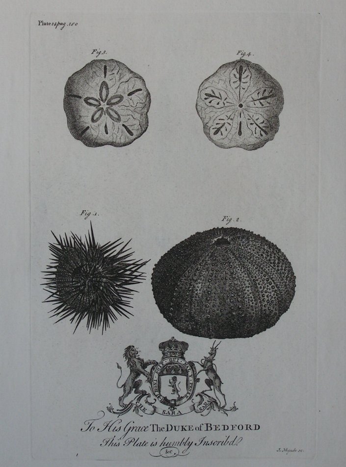 Print - (Sea Anemones) To His Grace the Duke of Bedford - Mynde